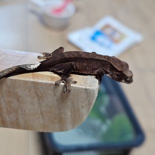 챠콜 알티