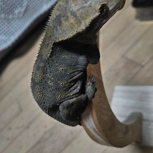 챠콜 알티