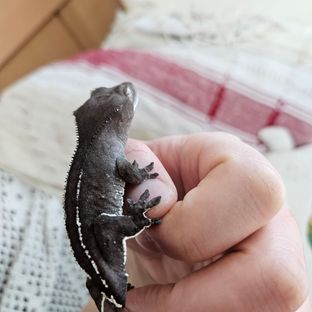 아잔틱
