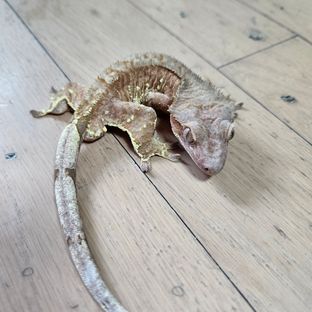 바이 레드