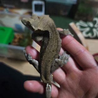 챠콜 알티