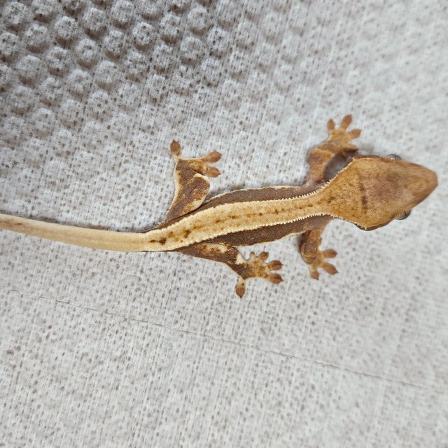 릴리100%헷아잔틱