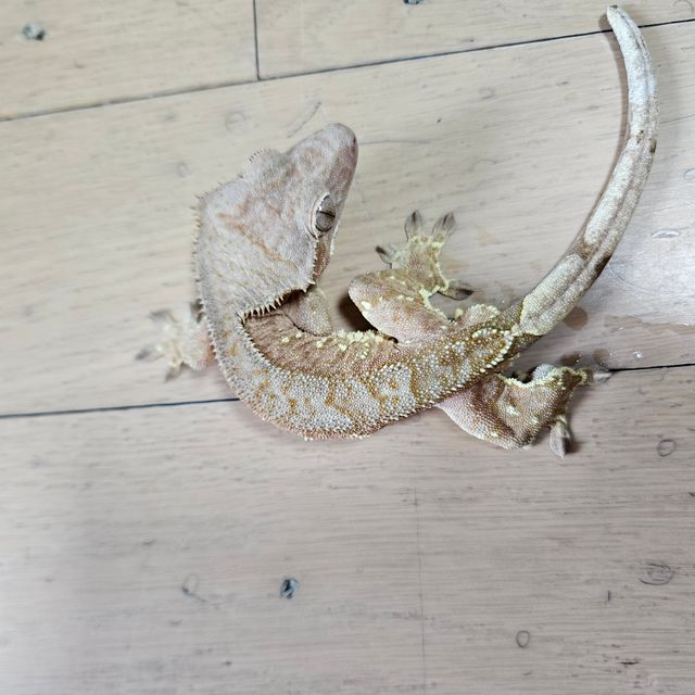 바이 레드
