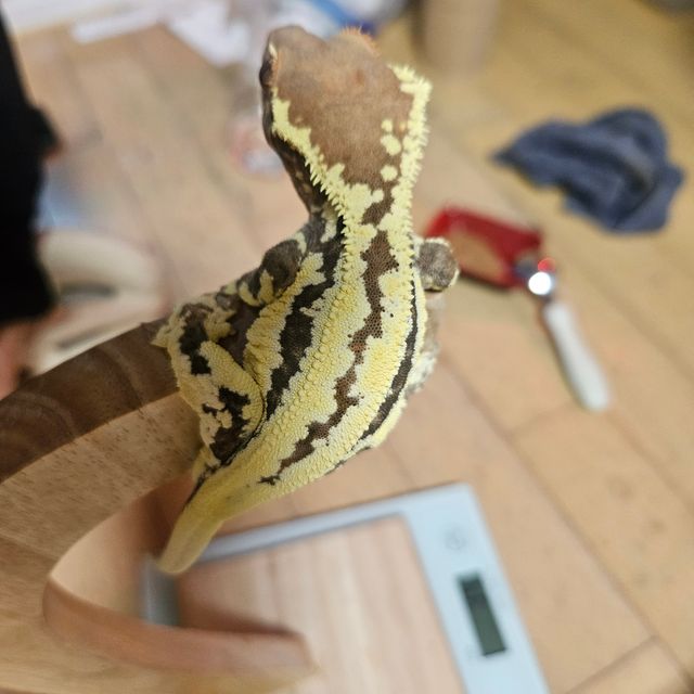 프라푸치노