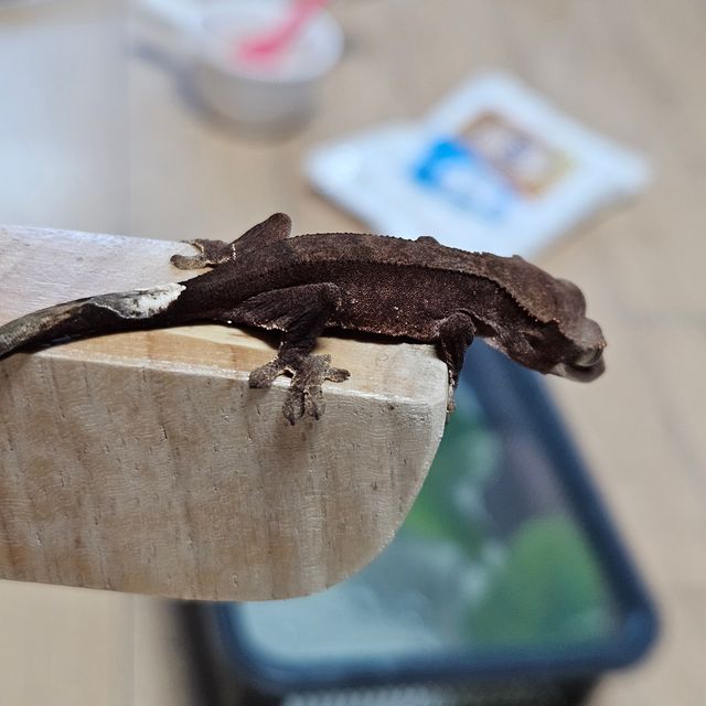 챠콜 알티