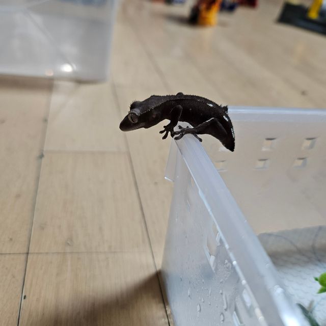 아잔틱