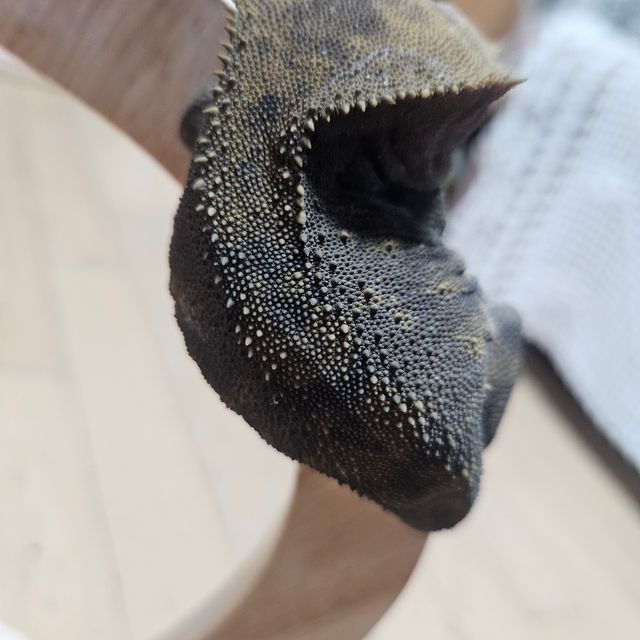 챠콜 알티