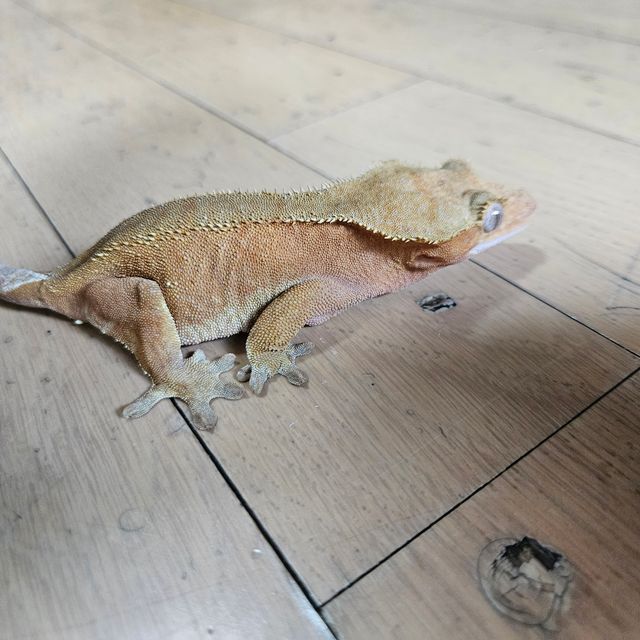 바이 레드