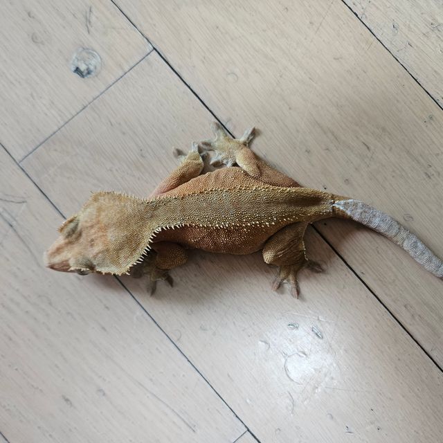바이 레드