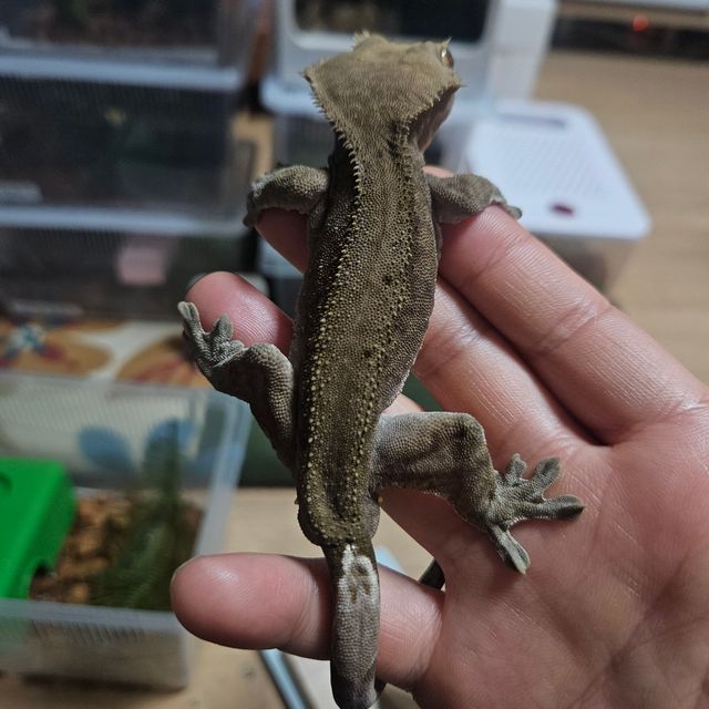 세이블 벅스킨 챠콜