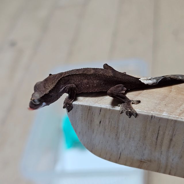 챠콜 알티