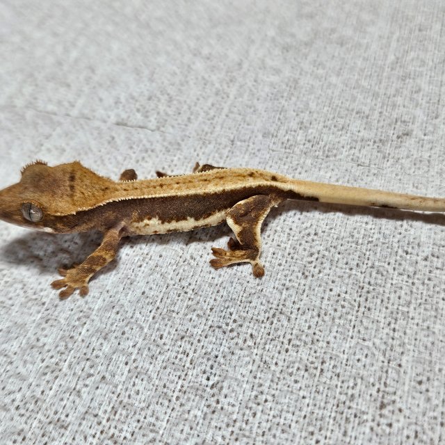 릴리100%헷아잔틱