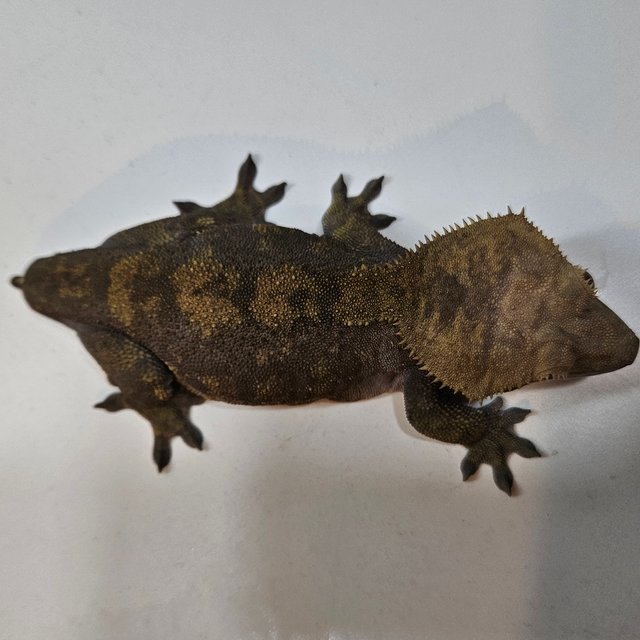 챠콜 알티