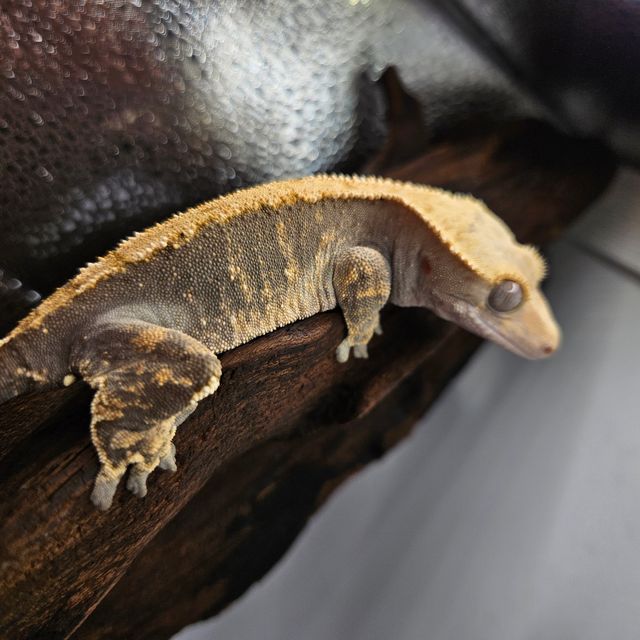 100%헷아잔틱