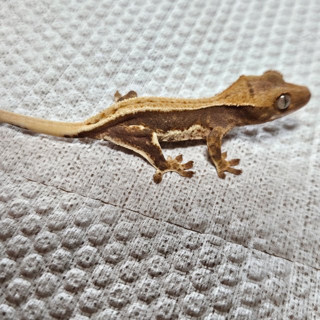 릴리100%헷아잔틱