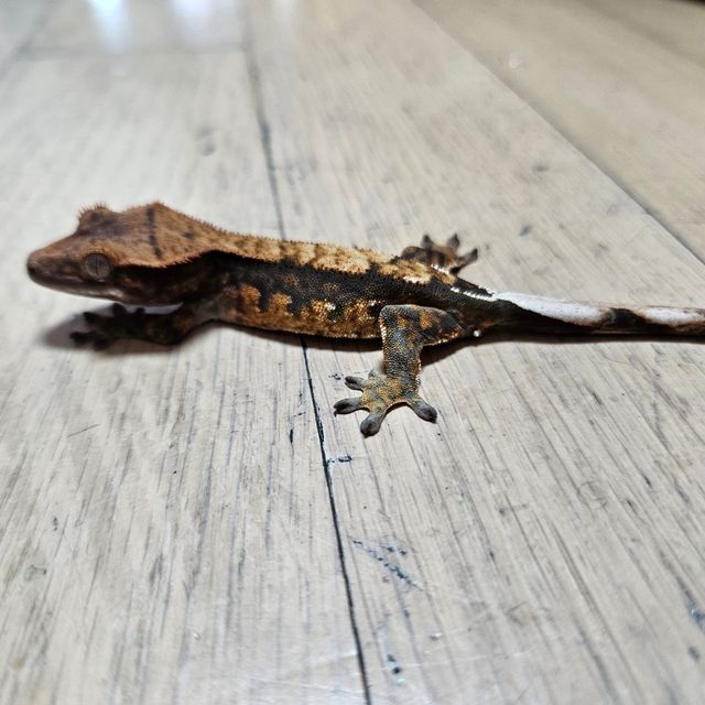 카푸치노