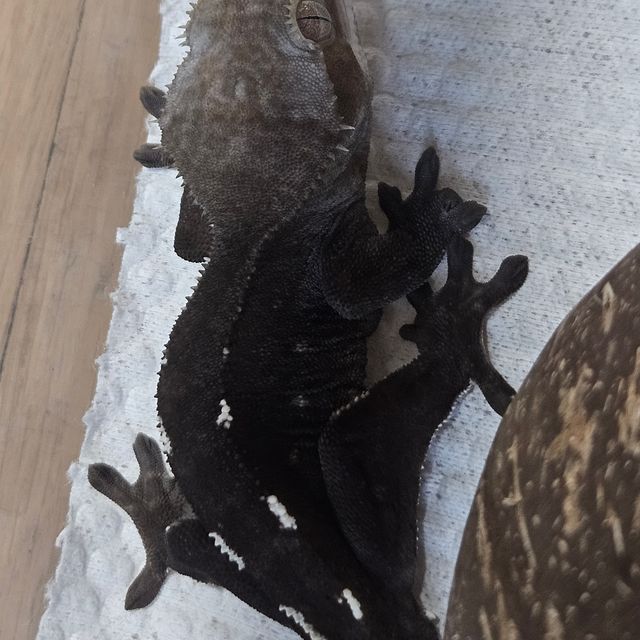 아잔틱