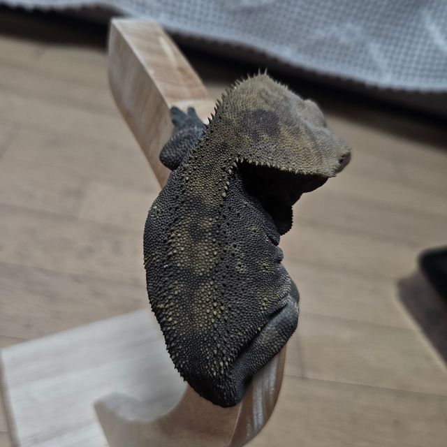 챠콜 알티