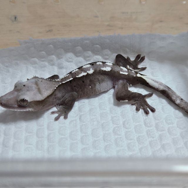 아잔틱