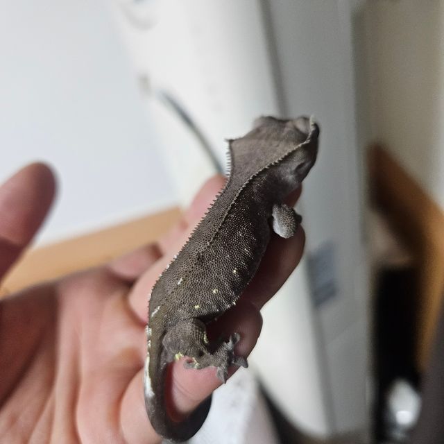 아잔틱