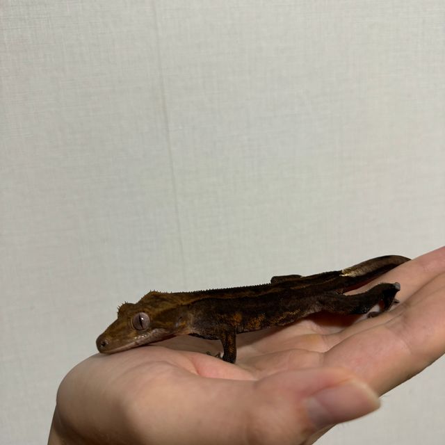 챠콜