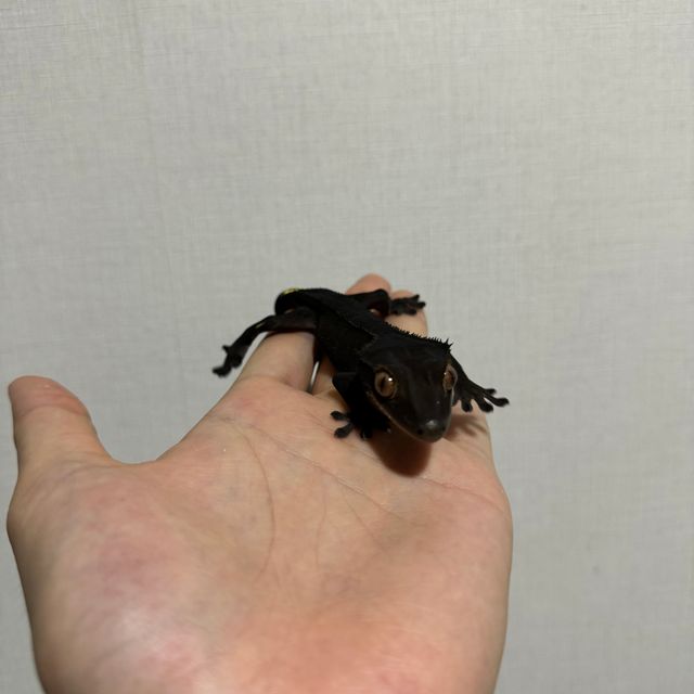챠콜