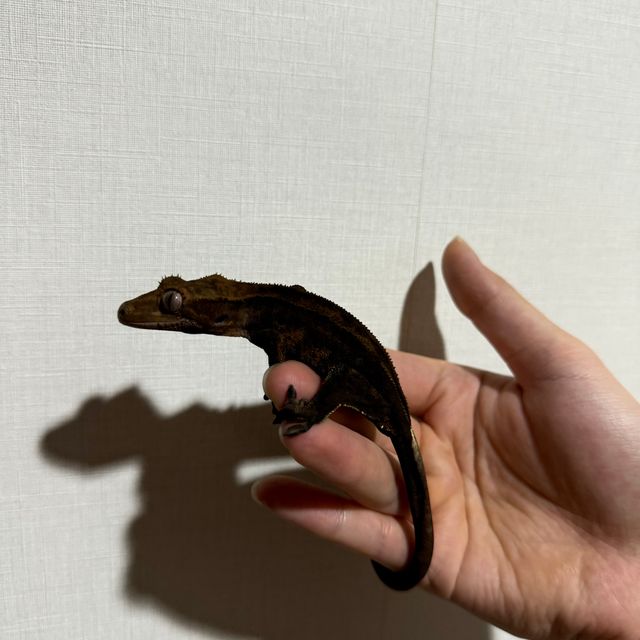 챠콜