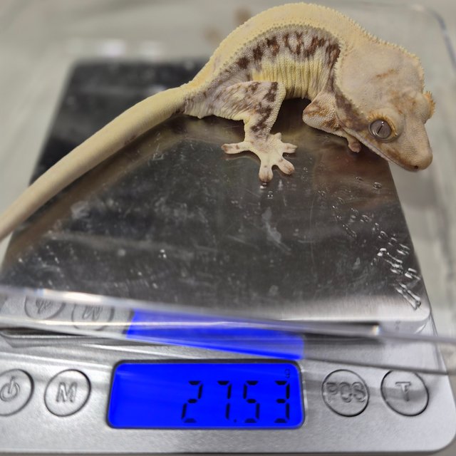 릴리화이트 솔리드백