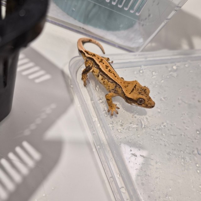 노멀 핀스트라이프 화이트크라운