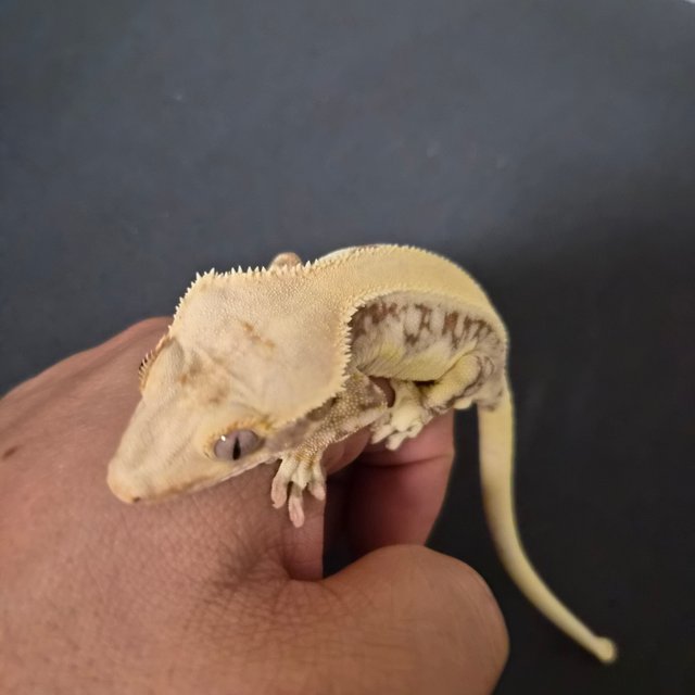 릴리화이트 솔리드백