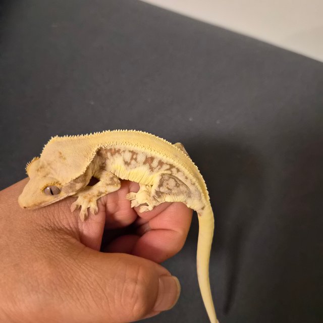 릴리화이트 솔리드백