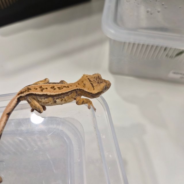 노멀 핀스트라이프 화이트크라운