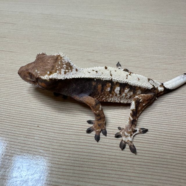 세이블 트라이 드리피 화이트핀