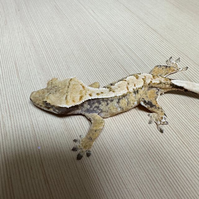 노멀 트라이 화이트스팟 드리피