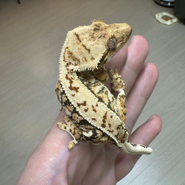 트라이 익스트림할리퀸 핀스트라이프 화이트스팟