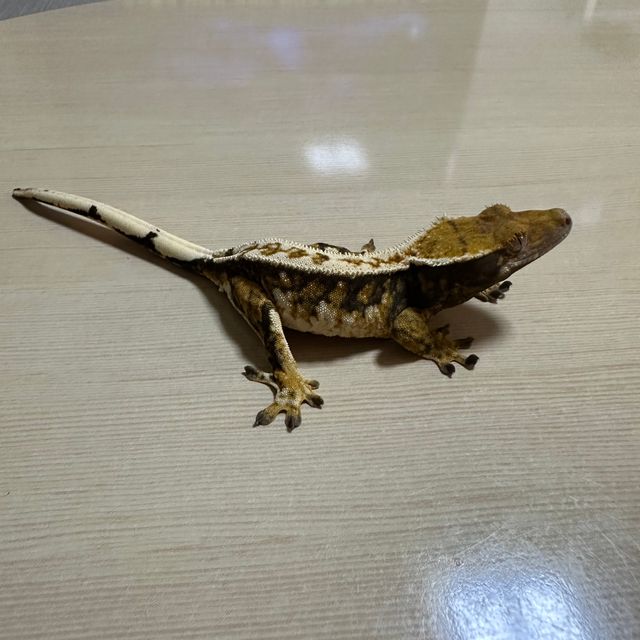노멀 트라이 익스트림할리퀸 바브