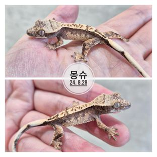 몽슈막둥이