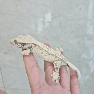 노멀 풀핀 드리피