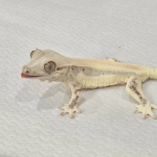 릴리화이트 솔리드백 풀핀