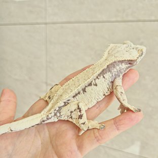 노멀 드리피 화이트스팟