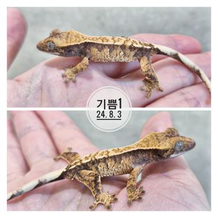 기쁨1