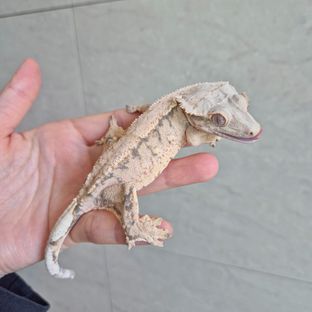 노멀 트라이 화이트스팟