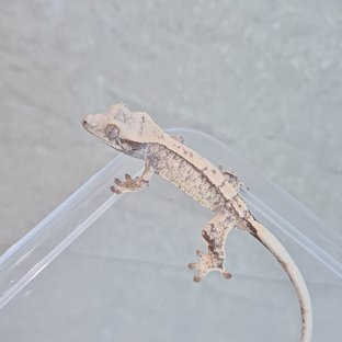 노멀