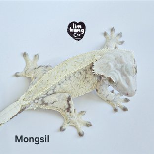 몽실