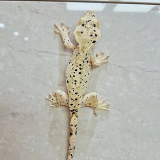 슈퍼달마시안