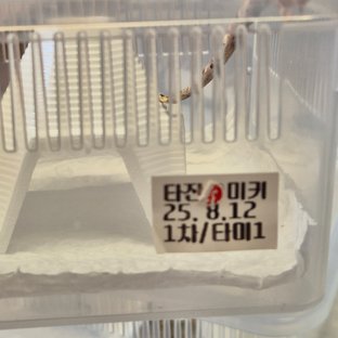 타미1