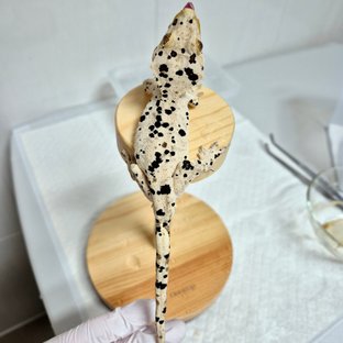 타젤8