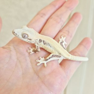 릴리화이트 솔리드백