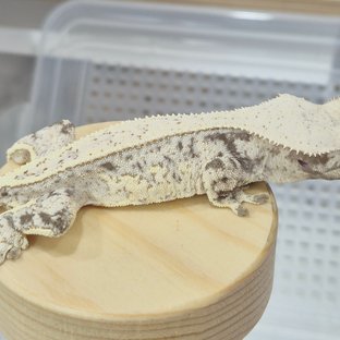 노멀 드리피 풀핀 쿼드 화이트