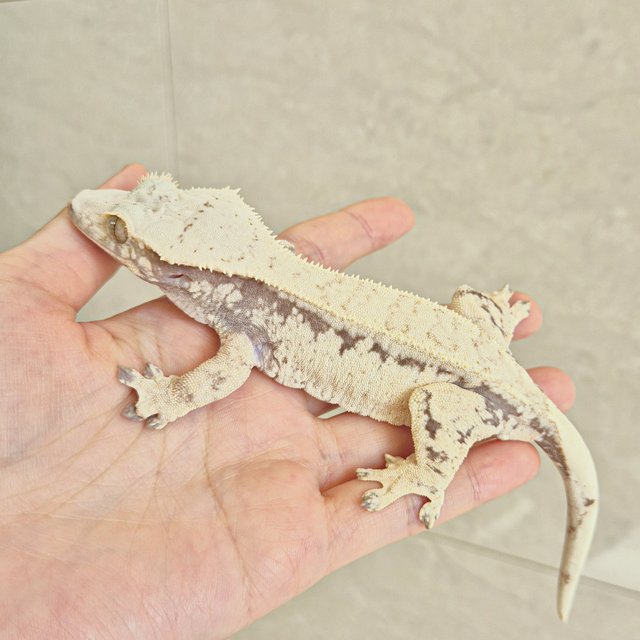 노멀 드리피 화이트스팟